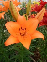 [5506 PO06 Corallo No02.JPG]